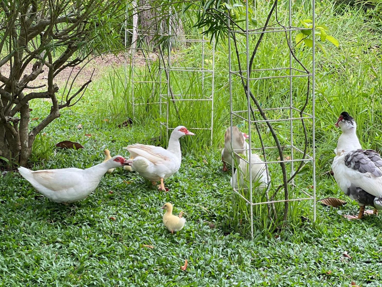 Baan Ping Kan Longstay San Kamphaeng Buitenkant foto